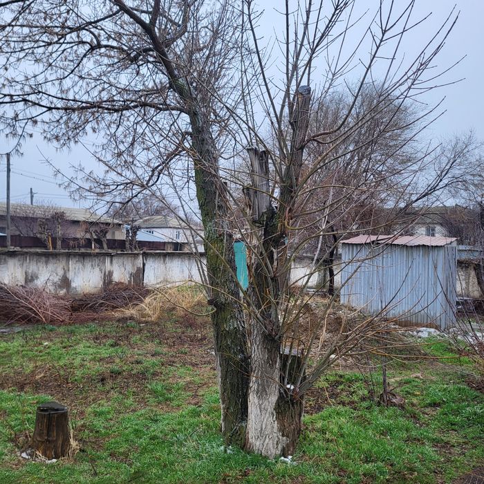 Дрова. Отын ағаштары