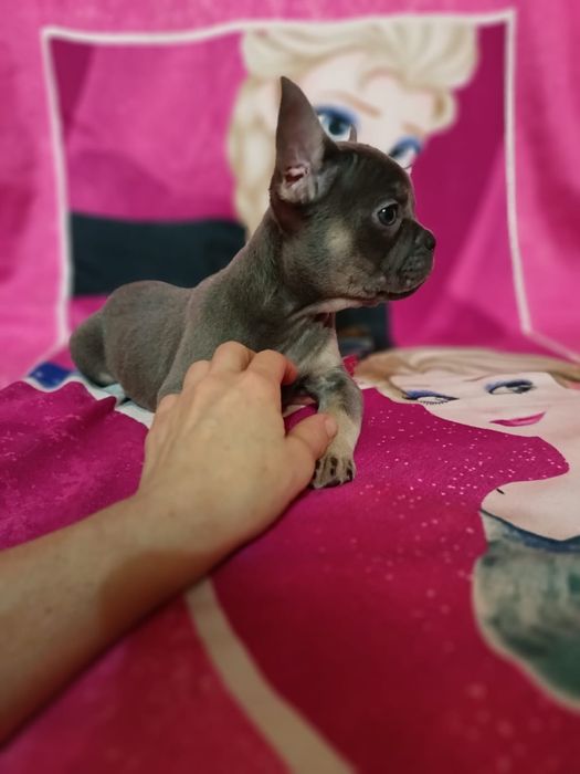 Французские бульдоги щенки