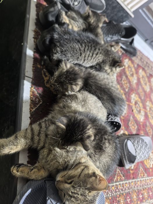 Отдам даром котят в добрые руки. 2 месяца. Доставка по Ташкенту