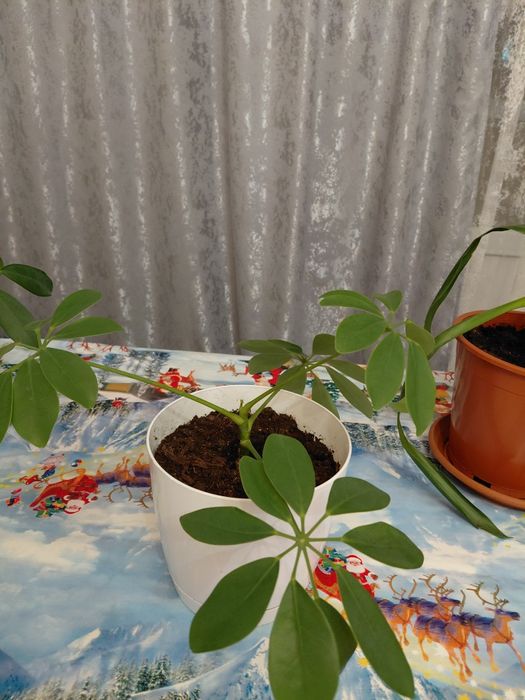 Продам шифлеру и юкку