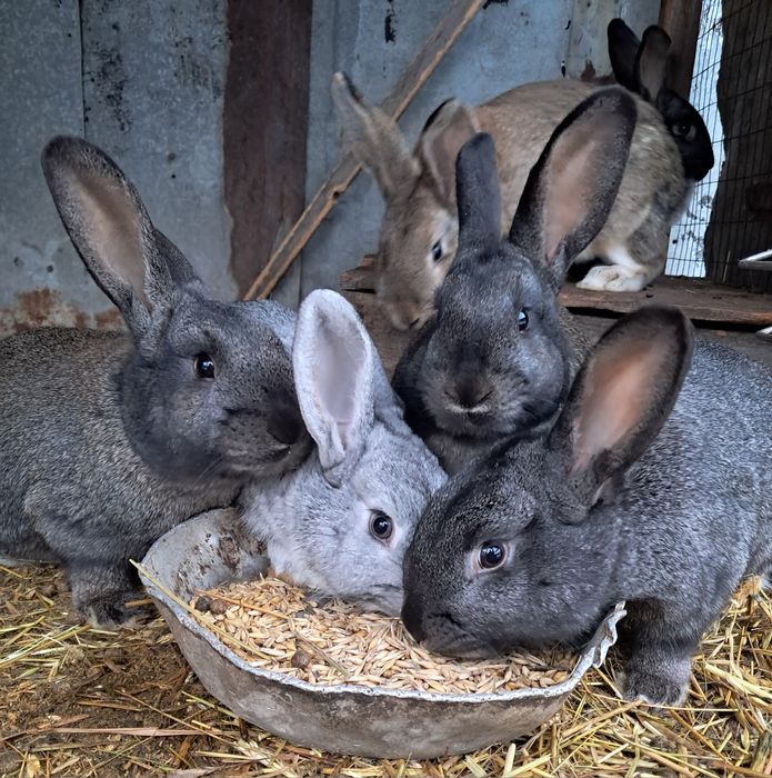 Продам  кроликов