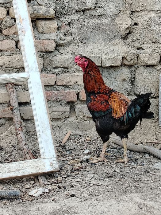 Dakan hóroz sotiladi