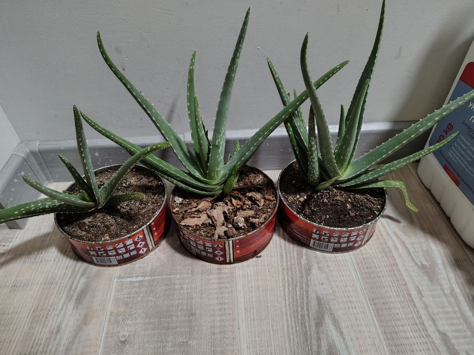 Алое вера молодые