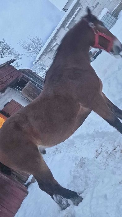 Cînd sau schimb cal de 9 ani garantat sută la sută preferat cu o iapa