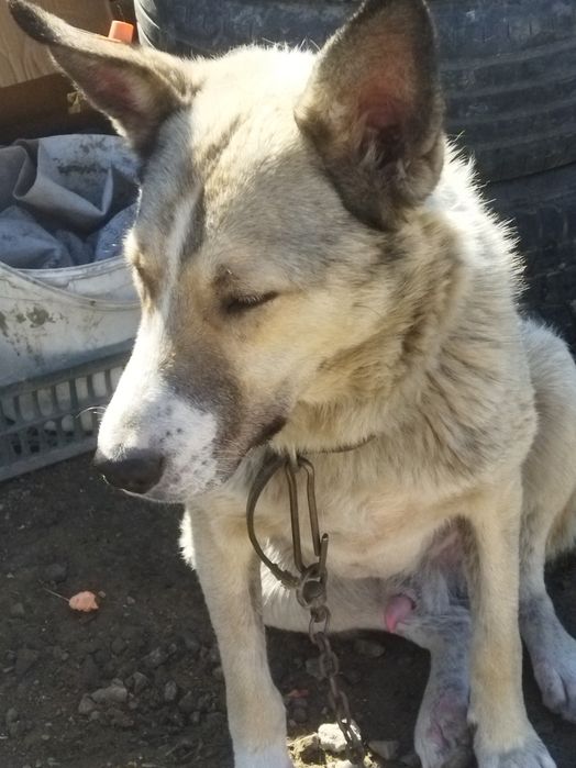 В добрые руки собака