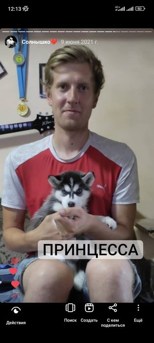 Хаски на вязку, кобель