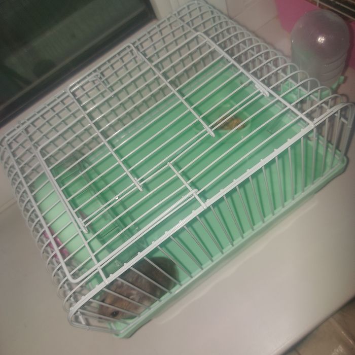 Хомячок с клеткой