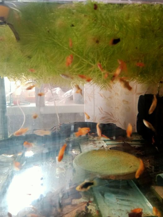 Пецилия красивая рыбка