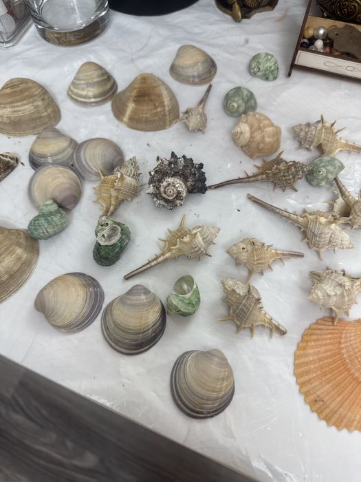 Продам набор ракушек за 2500