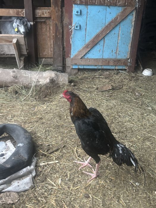 Декан бойцовский