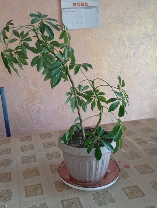 Домашние растения