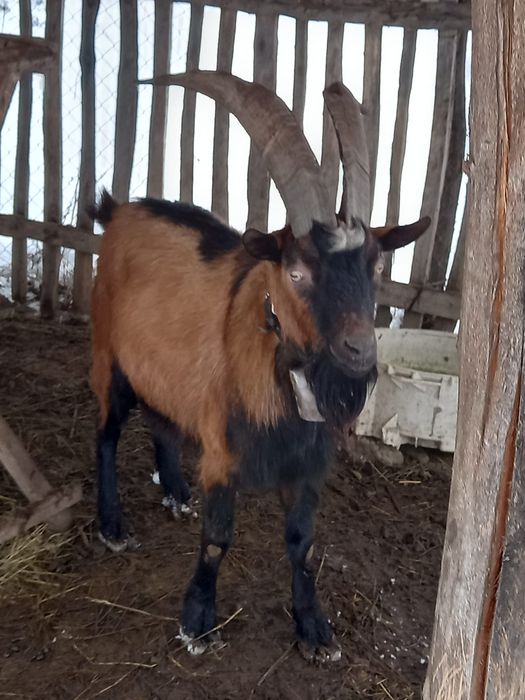 Vand țap de origine alpină