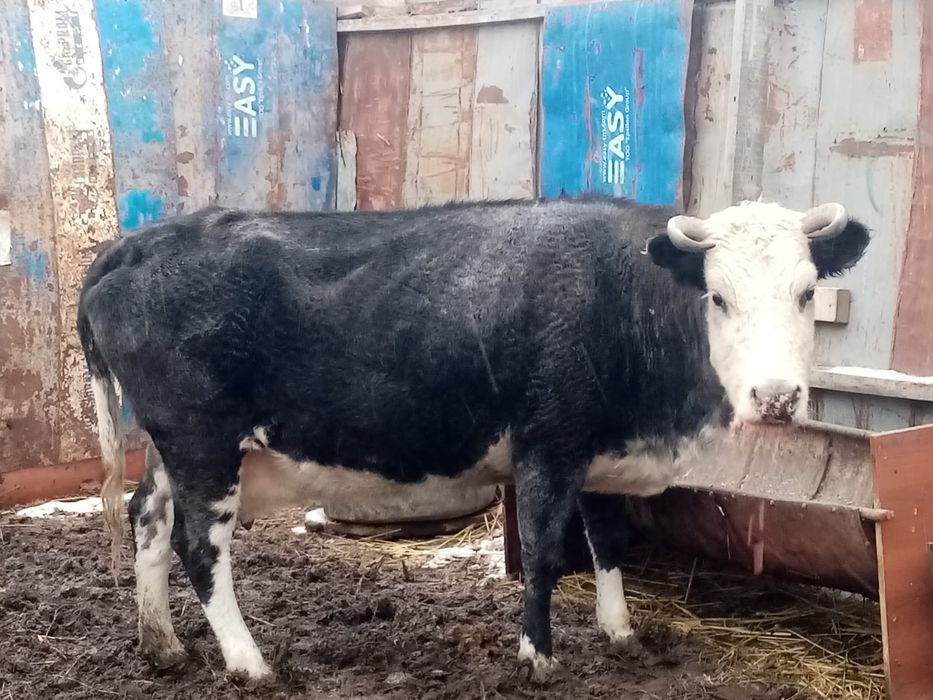 Семиз сиыр сатылады