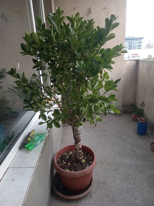 Многогодишен зелен храст. Euonymus japonicus, драцена, лирата,