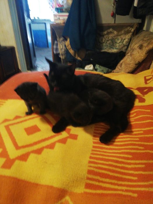 Жил да был черчый кот