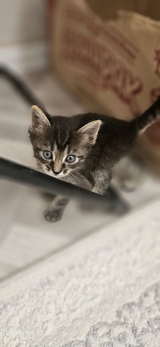 Дарю котят в добрые руки