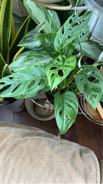 Горшок керамический с отростками