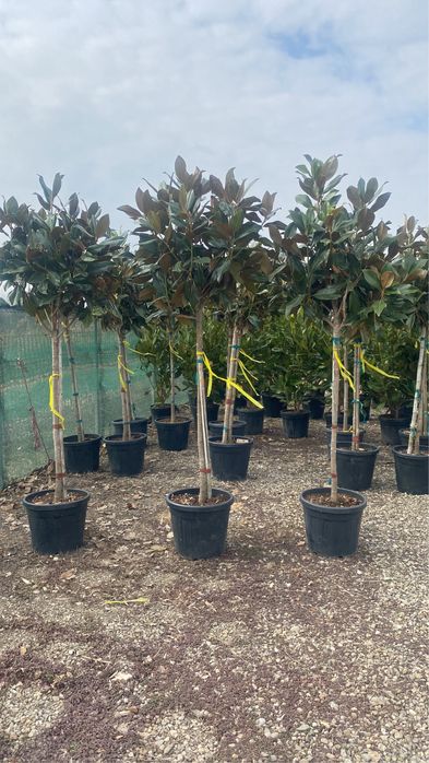 Magnolie tufă și copac