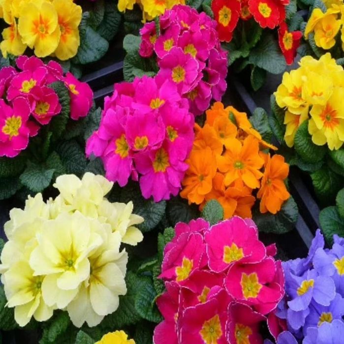 Цветы комнатные от 500 и выше