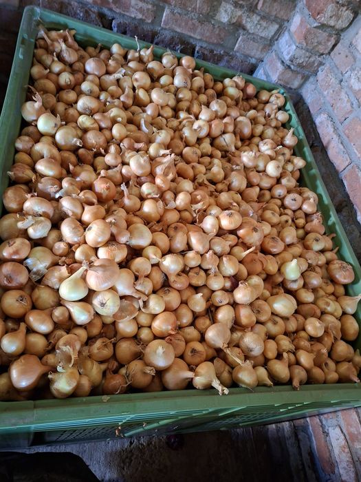 Ceapa de vânzare roșie si galbena