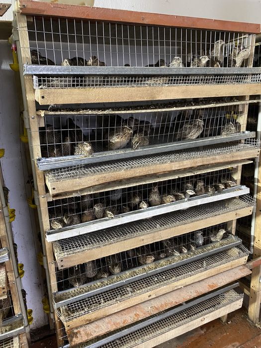 Бөдене перепела