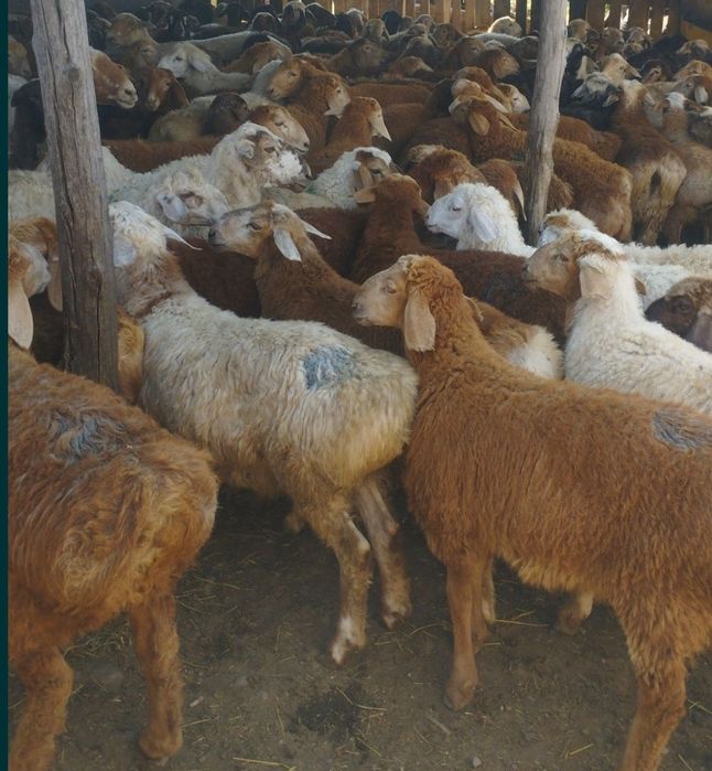 Баран Кой токты токтушки сатылада