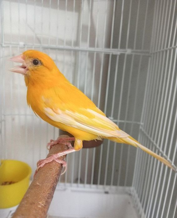 Kanareka limon nar bez petno sotiladi
