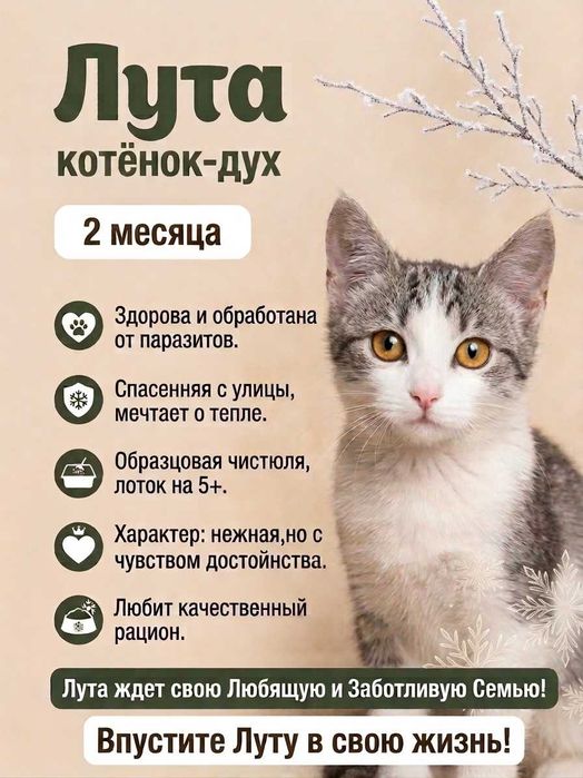 Котята бесплатно