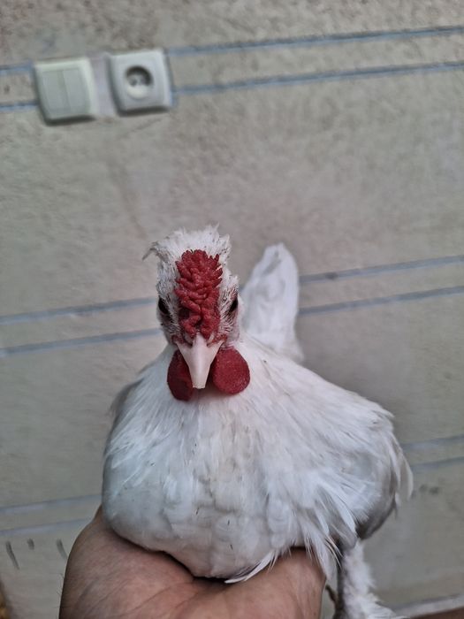 Yaponlar sotiladi
