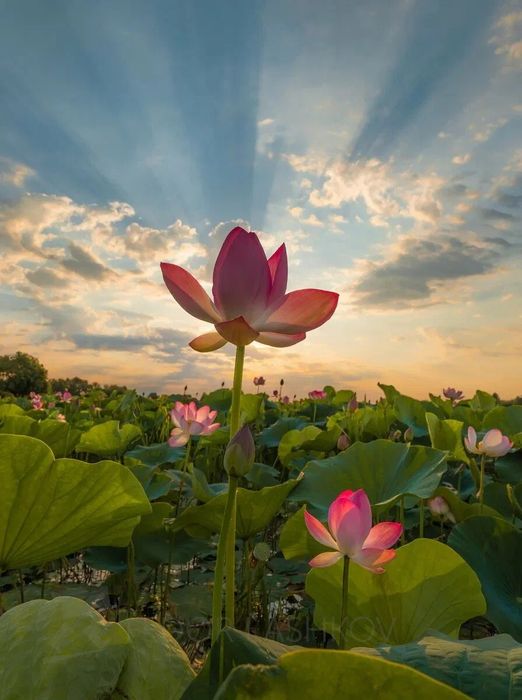 Продам Лотосы (водные цветы)