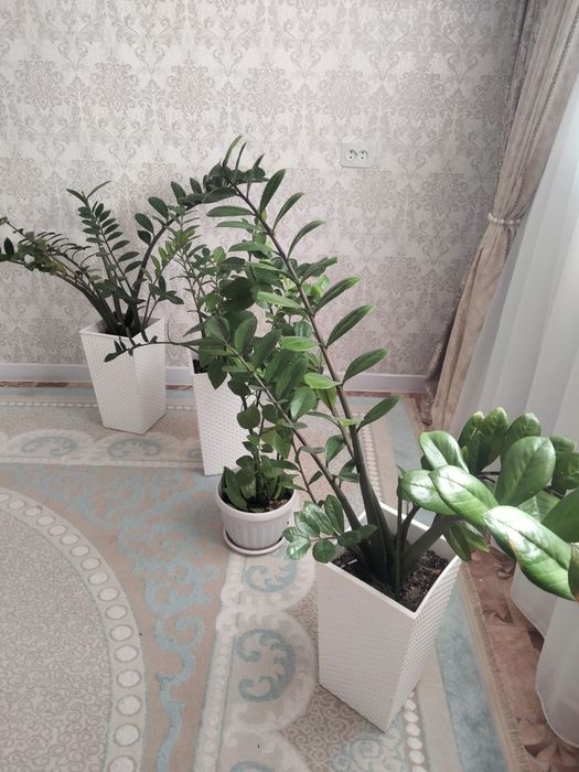 Әдемі бөлме гулдері