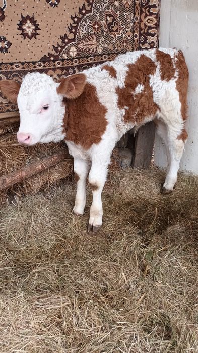 Vând  vițel bălțat românesc