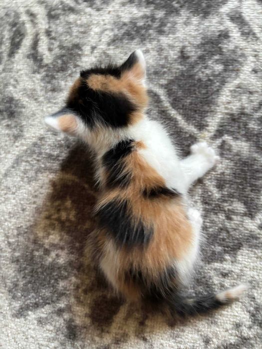 Отдаем котят бесплатно!