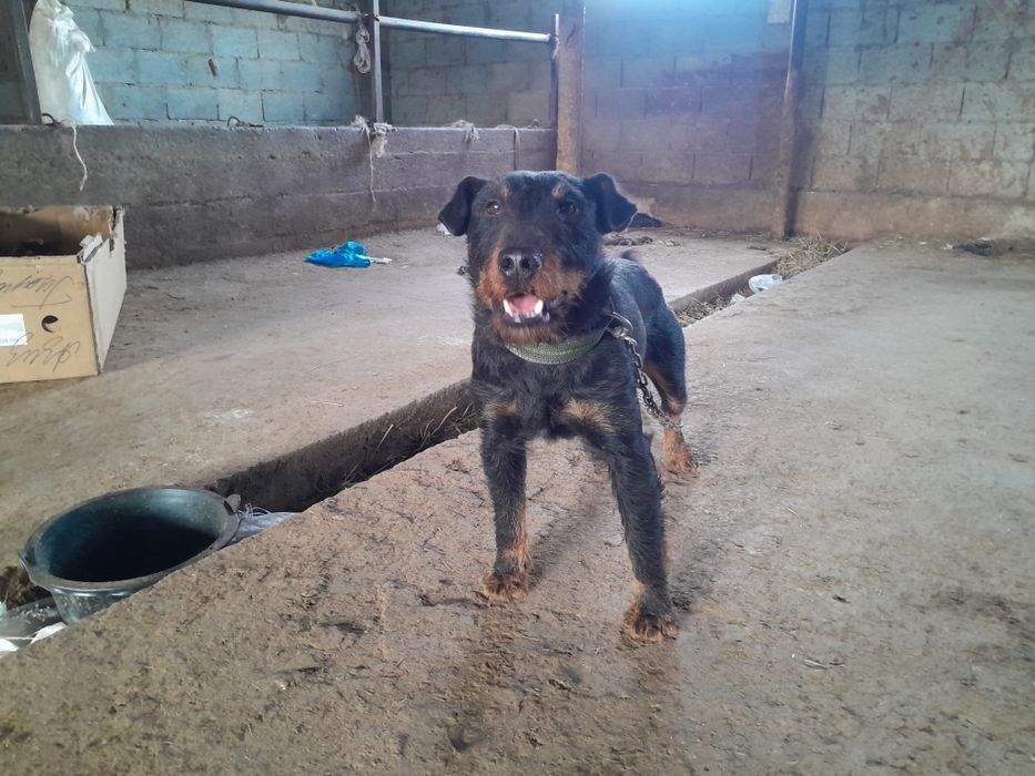 Продам Яхтырьера