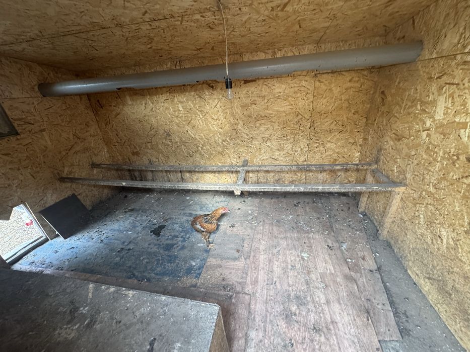 Курятник с курами