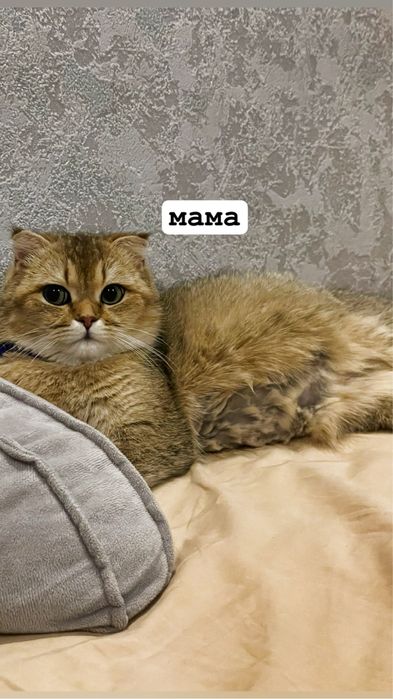 Бритш страйт и фолд
