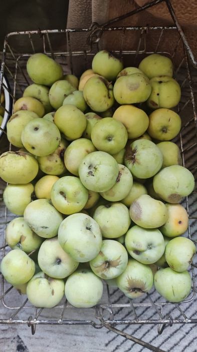 Продам яблоки паданка