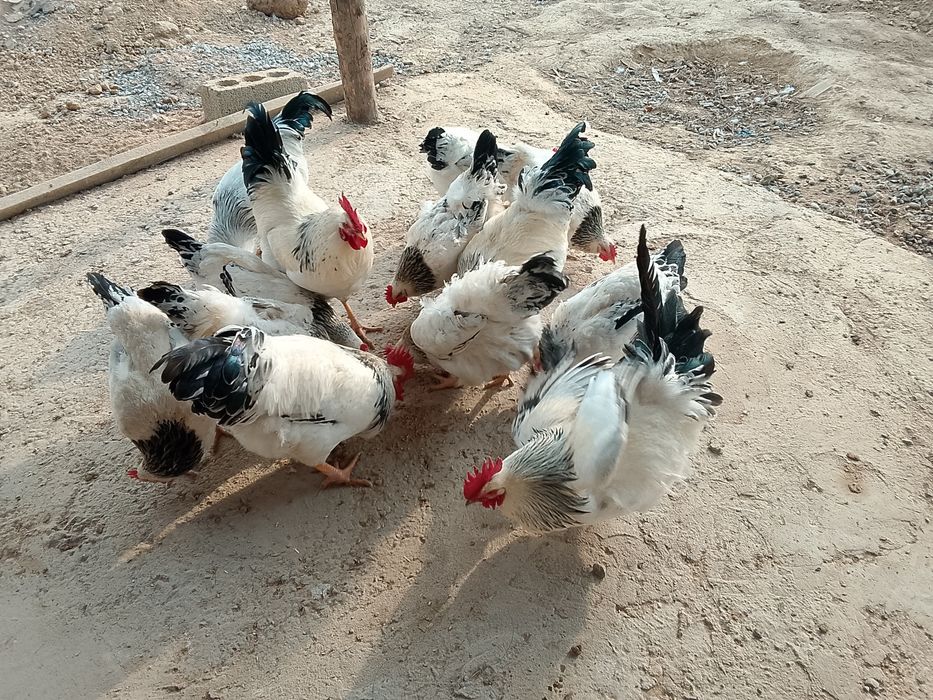 Қораз сатылады .