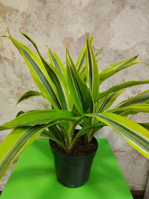 Комнатные растения для дома