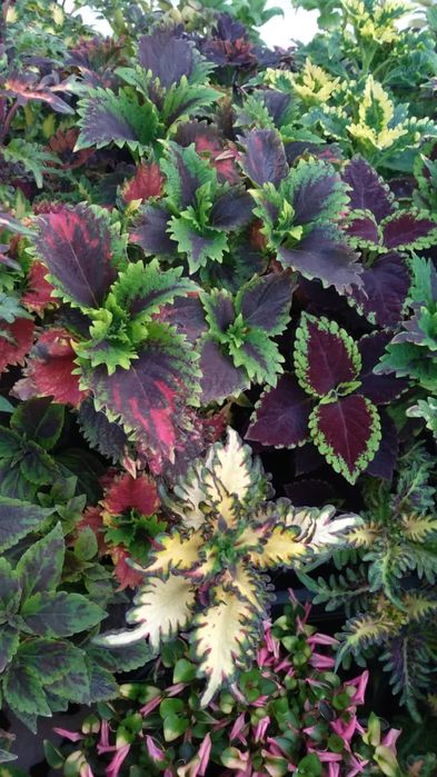 Продам колеусы разные