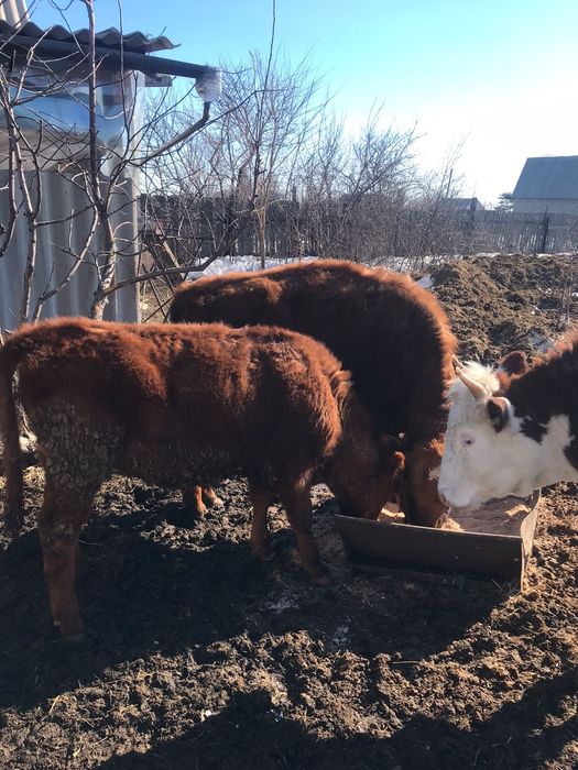 Продам коров и быков только оптом