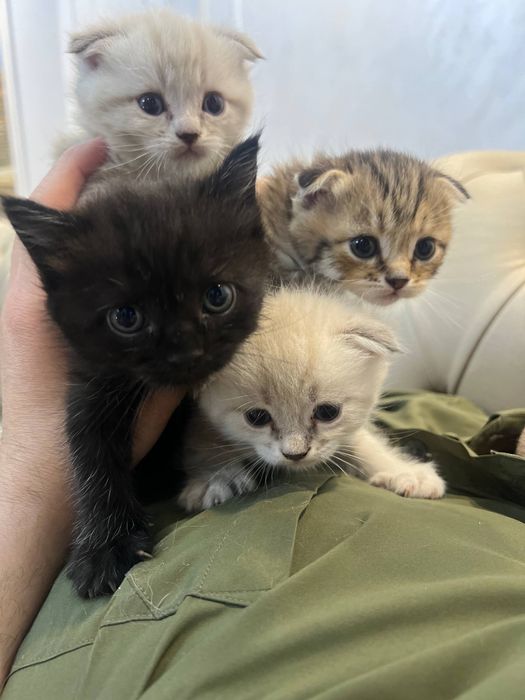 Продаются котята Scottish Fold и Straight
