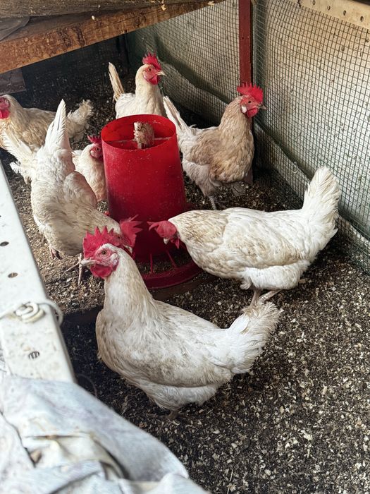 Арзон Товуқлар хар хил турдаги