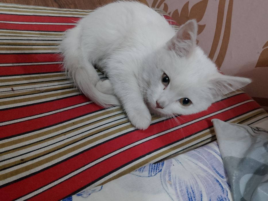 Котёнок белый отдам в добрые руки