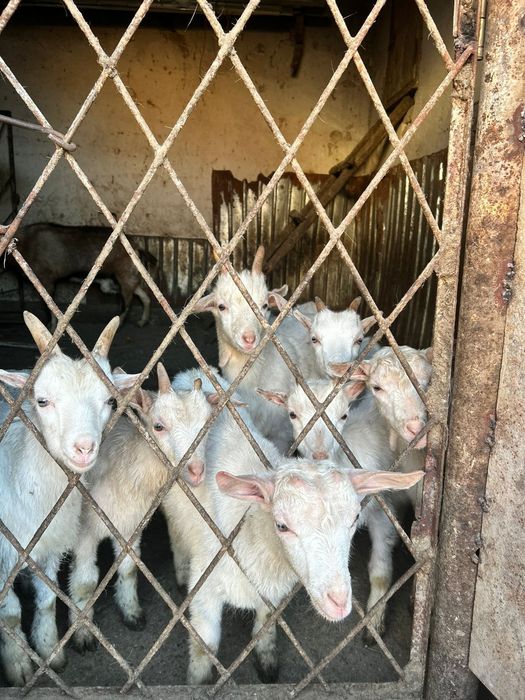 Занен лақтар сатылады