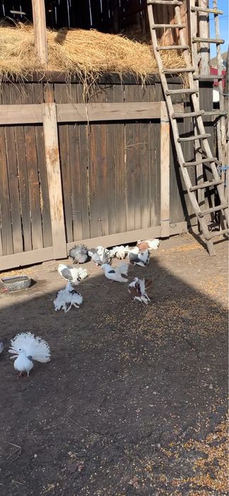 vand porumbei voltati