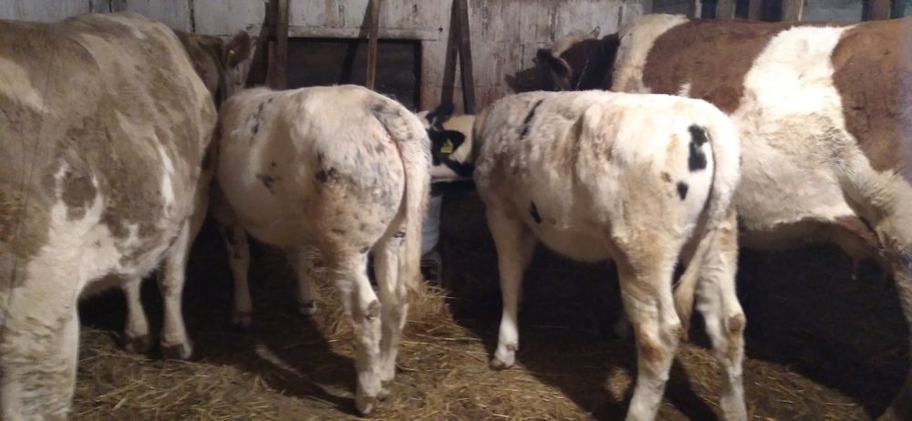 Vaci și Vițele de Vînzare