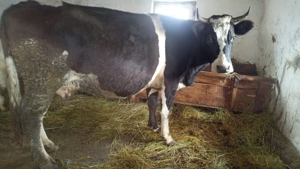 Vand vaca gestanta in ultima luna!