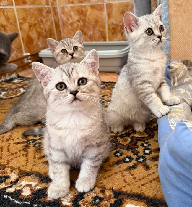 British Shorthair Silver Tabby