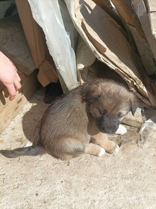 Подарявам кученца